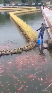 Técnicas inovadoras de agricultura na China: plantio de arroz em lagoas e criação de peixes #vocesabia #curiosidades #reelsviral | STHtemostra