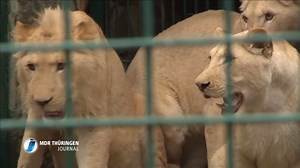 16K views · 239 reactions | Am Montag war Umzugstag für drei junge Löwen aus dem Zoo Magdeburg. Sie leben künftig im frisch sanierten Löwengehege des Thüringer Waldzoo Gera, wo die neuen Bewohner gespannt erwartet wurden. | MDR Thüringen | Facebook