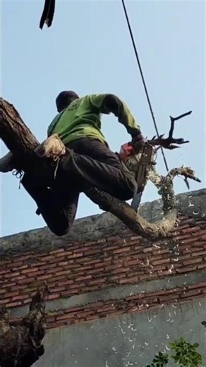 crazy Woodworking projects tree cutting tips and tricks #shortvideo #chainsaw