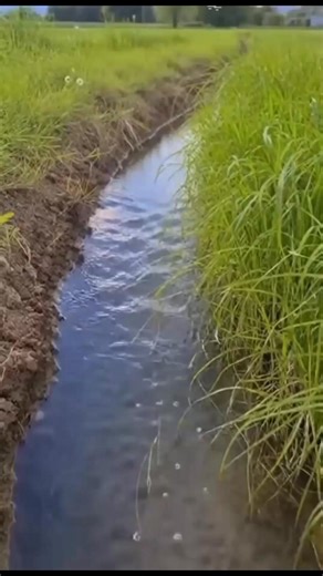 50K views · 1.9K reactions | Beautiful Owl Owl Videos Owls Birds #Owl #Owls #Birds #nature #owlphotography #owlvideo | Birds Owls | Facebook