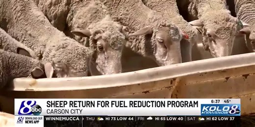 Carson City deploying sheep for use preventing wildfires