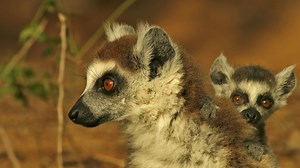 BBC One - Monkey Planet - Ring-tailed lemur