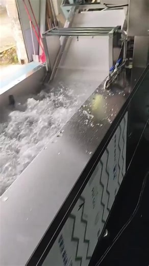 Efficient Vegetable Processing Production Line Overview