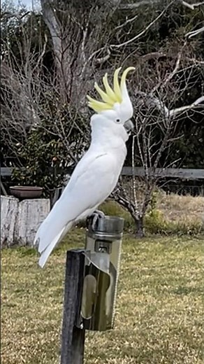Backyard Cockatoos (Sulphur-crested)