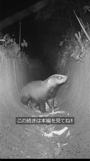 側溝に取り残されパニクるアナグマの赤ちゃん #トレイルカメラは見た
