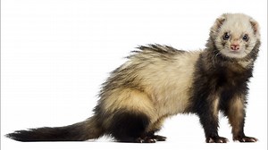Keeping Ferrets As Pets: Pros & Cons