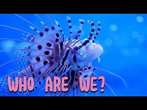Meet lionfish: Fun facts for kids | Discover Kids Universe | Wonder World Education