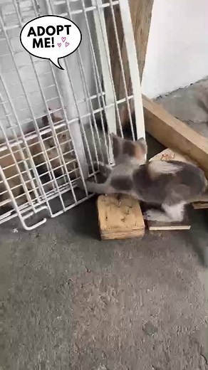 3 comments | Caso externo!! Hermosos bebés gatunos 3 hembras un macho en adopción responsable con compromiso de esterilización. Super juguetones Comen pepitas Edad 2 meses Adopta un bebé, escribe al 0963103349 #amorgatunos #gatosbebes #gato | Adopción Animal Guayaquil - AG | Facebook