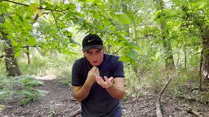 How fragile-looking stick insects survive constant threat