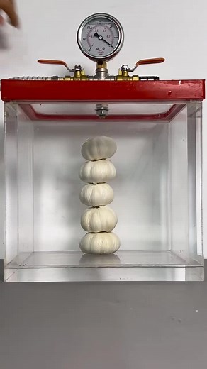 Discovering the Effects of Garlic in a Vacuum Experiment
