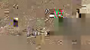 Panoptes Monitor, aka Yellow Spotted Monitor (Varanus panoptes) scavenging on a bovine carcass. Just look at that belly! | Ross McGibbon Reptile Photography