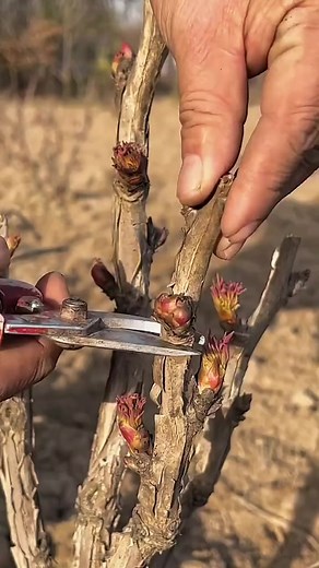 285K views · 2.7K reactions | Grafting Techniques of Peony Trees #foryou #fyp #grafting #graftingtechniques #graftingplant | Grafting&Planting | Facebook