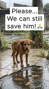 In just a few seconds, you can change the future of an animal who has already suffered enough. Want to know how?👇 Our shelter cares for more than 40 rescued dogs, souls who arrived starving, abandoned, frightened, and needing urgent medical care. Every single day, we fight to give them safety, food, and a real chance at life again. But today, our resources have reached the limit. We don’t receive government support. Every meal, every treatment, every second chance exists only because compassion