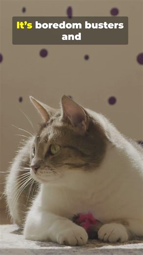 Your Cat’s Tiny Toy Obsession—The Wild Reason