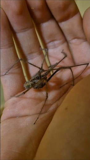 La grosse araignée des maisons