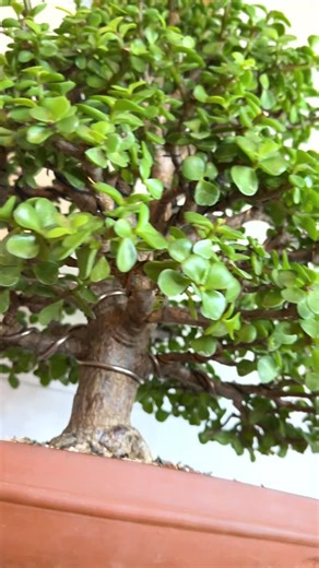 Working on this Portulacaria Afra, just filling in the gaps and giving it a clean trim all the way around. Some people might frown and call it a “hedge trim”… but that’s exactly what I’m doing and I enjoy every minute of it. Bonsai doesn’t always have to be complicated. Sometimes it’s just about slowing down, shaping a little, and enjoying the small things. #bonsai#bonsaitree#treeart#bonsaiartist#bonsaiworld | Root & Branch Bonsai