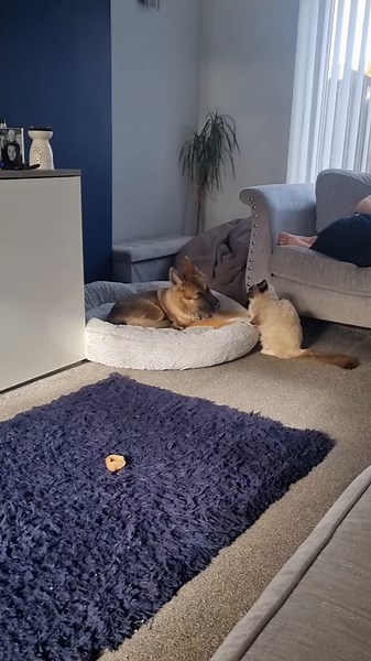 German shepherd pup with his bestie