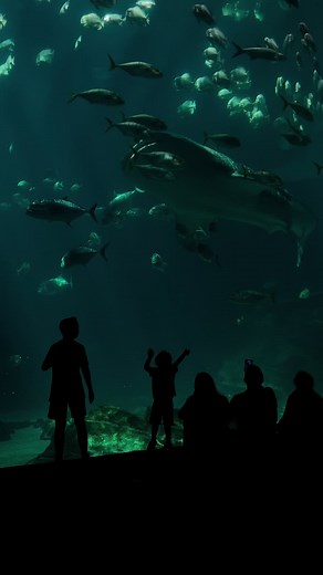 Explorando los tiburones ballena en el Acuario de Georgia