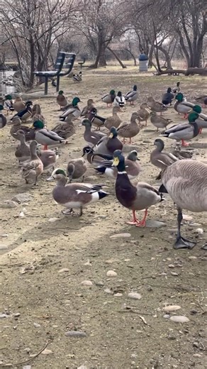 Old Geezer Hosts the Ultimate Bird Mixer 👀🕊️💝 #trending #shorts #viral
