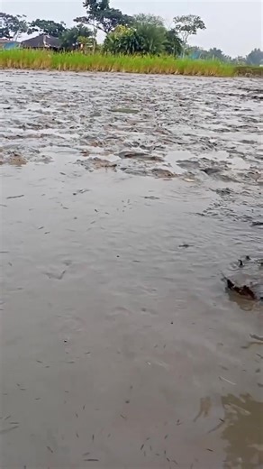 Giant Fish Hunting By Net | Animal World | Facebook