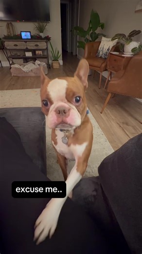 Boston Terrier Love: Who's More Obsessed?