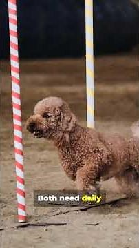 You’ll Never Guess How Toy & Standard Poodles Differ