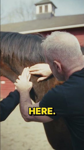 Dr Doug Releases Stress & Tension in Resuce Horse "Jersey"' with Chiropractic Neck Adjustment!