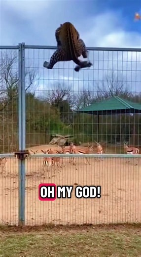 Leopards and Fences: Nature’s Boundaries