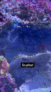 241 reactions · 17 comments | Lemonpeel angelfish #pygmy #angel #centropyge #fish #yellow #reef | Melev's Reef, Inc. | Facebook