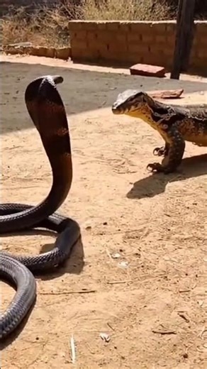 Deadly Showdown: King Cobra vs Monitor Lizard 🐍🦎