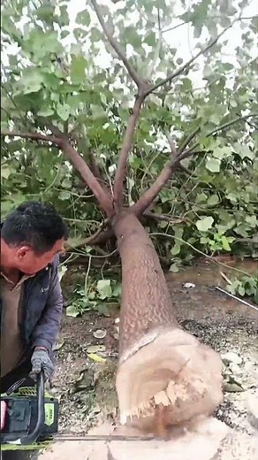 🌲 “Tree Cutting Techniques – Safe and Efficient Like a Pro Logger!”