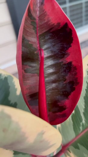 Ruby Ficus Care Tips for Thriving Leaves