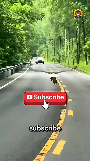 90K views · 1.3K reactions | 5 Human-Made Animal Hybrids You Won’t Believe Exis #facts #nature #animals | Be Animal Facts | Facebook