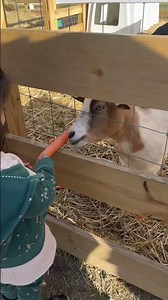 Goat feeding day #goat #farm #farmlife #toddlersofyoutube #carrot #viral