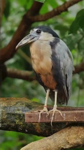 The Boat-Billed Heron: Nature’s Water-Scooping Master #shorts #birds #birdslovers #wildlife
