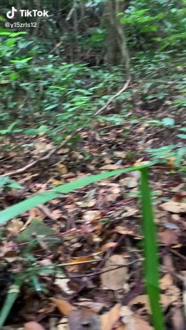 Explore the Beauty of Dense Forest Foliage