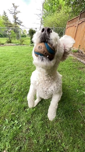Barley catches a ball