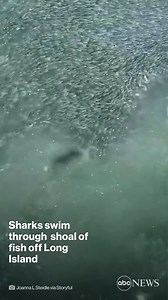 29K views · 472 reactions | Drone footage captured two sharks swimming through a shoal of bunker fish off the coast of East Hampton, New York. https://abcn.ws/3ex5jak | ABC News | Facebook