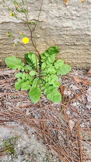 nature and fractals is amazing and beautiful #nature #fractal