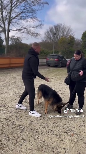Essential Tips for Raising a German Shepherd Puppy