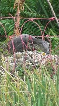 hunting swamp lizards