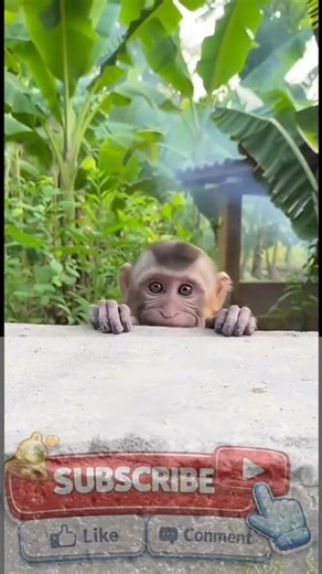 This Monkey Lit a Firecracker by Itself! 😳🐒💥