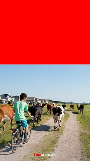 Amsterdam, a compact global city, evolves through diverse perspectives. Explore communities, rethink opinions, and ignite your imagination with initiatives that renew your view of the city. | I amsterdam