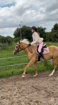 Jak wygląda trening z moim 3 letnim koniem 🌸🫶🏻 #viral #fyp #equestrian #pony #horsegirl #palomino