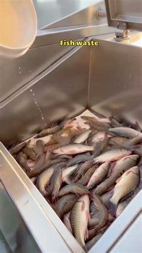 Fish waste is processed by our composting machine and converted into fertilizer. #compostingmachine