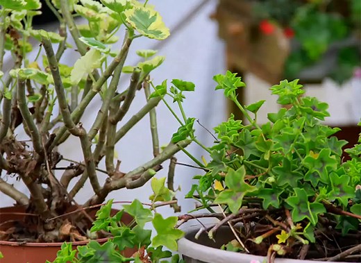 Hivernage des géraniums : astuces pour les conserver cet hiver