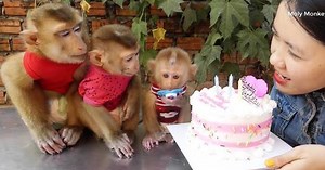 Would you ever consider having a pet monkey?