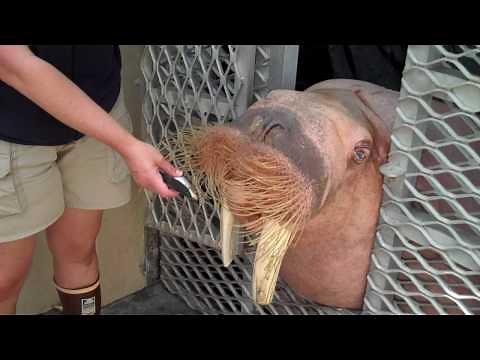Sea World - Walrus Sounds