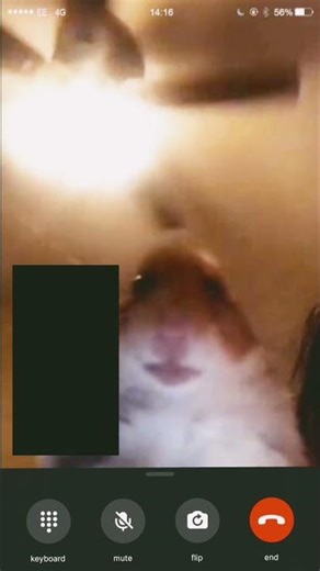 vai atender o hamster sim ou não responde nos comentários