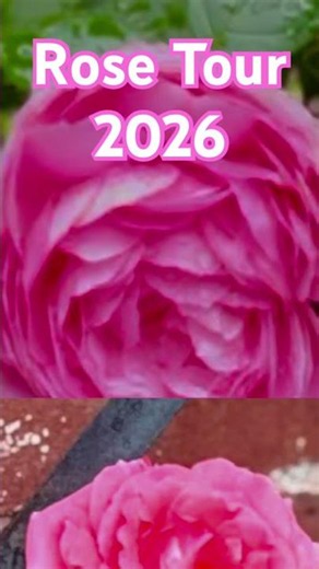 First Rose Tour of 2026 🌹 | Roses from Bud to Bloom | Garden 1842 and Home